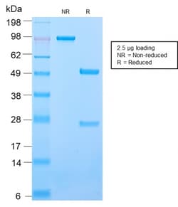 Biotium&nbsp;CD50 / ICAM3(ICAM3/2873R), 1mg/mL