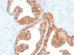 Biotium&nbsp;RET Proto-oncogene(RET/2795), 0.2mg/mL