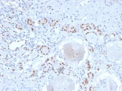 Biotium&nbsp;PAX8 (Renal Cell Marker)(PAX8/2774R), 0.2mg/mL