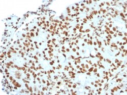 Biotium&nbsp;BMI1 (Oncogene and Stem Cell Marker)(BMI1/2823), 0.2mg/mL