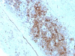 Biotium&nbsp;CD63 (Late Endosomes Marker)(LAMP3/2789), CF488A conjugate, 0.1mg/mL