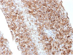 Biotium&nbsp;CD63 (Late Endosomes Marker)(LAMP3/2881), CF568 conjugate, 0.1mg/mL