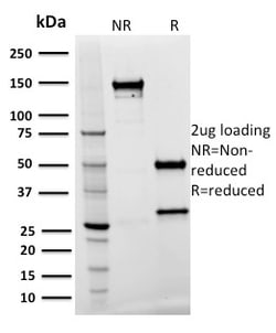Biotium&nbsp;Spastin(Sp 3G11-1), CF594 conjugate, 0.1mg/mL