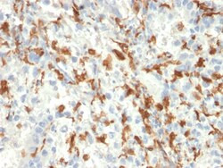 Biotium&nbsp;AIF1 / Iba1 (Microglia Marker)(AIF1/2493), CF594 conjugate, 0.1mg/mL