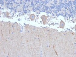 Biotium&nbsp;ATG5 (Autophagy Marker)(ATG5/2492), CF594 conjugate, 0.1mg/mL
