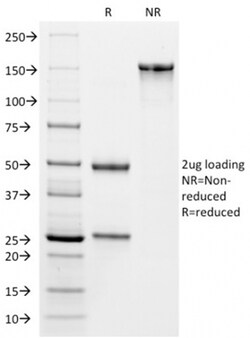 Biotium&nbsp;VISTA / GI24 (Negative Regulator of Immune Response)(VISTA/2864), Biotin conjugate, 0.1mg/mL