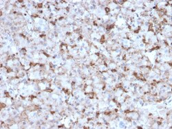 Biotium&nbsp;Prolactin (Pituitary Tumor Marker)(PRL/2643), CF594 conjugate, 0.1mg/mL