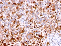 Biotium&nbsp;CD63 (Late Endosomes Marker)(LAMP3/2788), CF488A conjugate, 0.1mg/mL