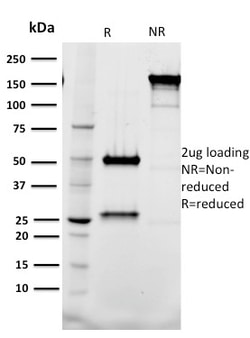 Biotium&nbsp;Tal1(BTL73), CF740 conjugate, 0.1mg/mL