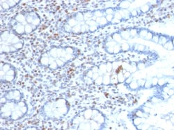Biotium&nbsp;BMI1 (Oncogene and Stem Cell Marker)(BMI1/2689), CF594 conjugate, 0.1mg/mL