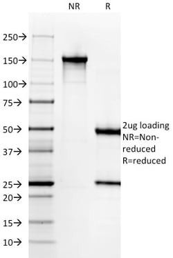 Biotium&nbsp;Gastrin(GAST/2631), CF594 conjugate, 0.1mg/mL