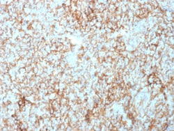 Biotium&nbsp;CD73 (Immuno-Oncology Target)(NT5E/2503), CF594 conjugate, 0.1mg/mL