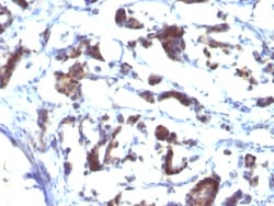Biotium&nbsp;ZFYVE28 (Zinc Finger FYVE-type containing 28)(LST2/2426), CF594 conjugate, 0.1mg/mL