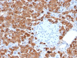 Biotium&nbsp;Carboxypeptidase A1 / CPA1 (Pancreatic Cancer Marker)(CPA1/2712), CF740 conjugate, 0.1mg/mL