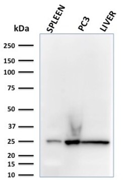 Biotium&nbsp;C1QA / Complement C1q A-Chain(C1QA/2783), CF740 conjugate, 0.1mg/mL