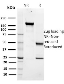 Biotium&nbsp;Maltose Binding Protein / MBP-probe(R29.6), 0.2mg/mL