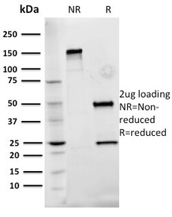 Biotium&nbsp;Fibronectin(Fn-3), 0.2mg/mL