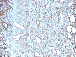 Biotium&nbsp;Cadherin 17 / LI Cadherin (Liver-Intestine Marker)(CDH17/2617), CF594 conjugate, 0.1mg/mL