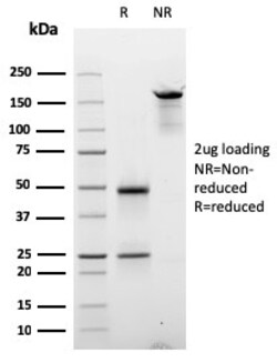 Biotium&nbsp;Cyclin D2(CCND2/2620), CF594 conjugate, 0.1mg/mL