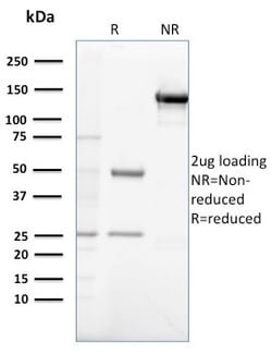 Biotium&nbsp;Gastrin(GAST/2632), CF594 conjugate, 0.1mg/mL