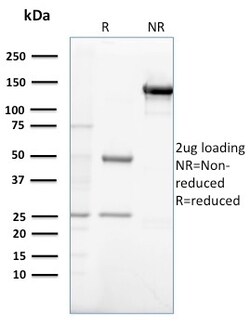 Biotium&nbsp;Gastrin(GAST/2632), CF594 conjugate, 0.1mg/mL
