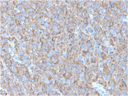 Biotium&nbsp;CD63 (Late Endosomes Marker)(LAMP3/2790), 0.2mg/mL