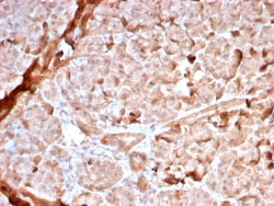Biotium&nbsp;Mitochondria (Marker for Human Cells, Granular RCC's & Salivary Tumors)(MTC02/2860R), CF594 conjugate, 0.1mg/mL