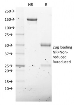 Biotium&nbsp;NKX2.8(NKX28/2547), CF740 conjugate, 0.1mg/mL