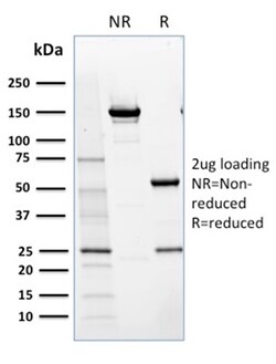 Biotium&nbsp;NRF1(NRF1/2609), CF740 conjugate, 0.1mg/mL