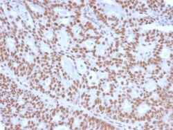 Biotium&nbsp;Progesterone Receptor (Marker of Progestin Dependence)(PGR/2694), CF740 conjugate, 0.1mg/mL