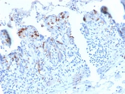 Biotium&nbsp;CD209 / DC-SIGN (Pathogen Receptor on Dendritic Cells)(C209/2749R), Biotin conjugate, 0.1mg/mL