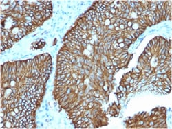 Biotium&nbsp;Cadherin 17 / LI Cadherin (Liver-Intestine Marker)(CDH17/2618), 0.2mg/mL