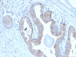 Biotium&nbsp;PMEPA1 / TMEPAI (Tumor Suppressor Oncoprotein)(PMEPA1/2697), CF488A conjugate, 0.1mg/mL