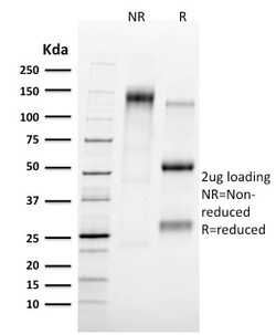 Biotium&nbsp;Tal1(TAL1/2707), CF488A conjugate, 0.1mg/mL