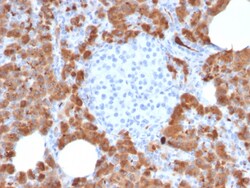 Biotium&nbsp;Carboxypeptidase A1 / CPA1 (Pancreatic Cancer Marker)(CPA1/2714), Biotin conjugate, 0.1mg/mL
