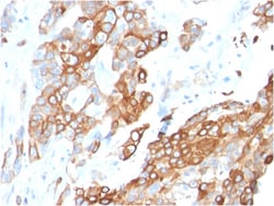 Biotium&nbsp;Heregulin-1 / Neuregulin-1 (Breast and Urothelial Marker)(NRG1/2710), 0.2mg/mL