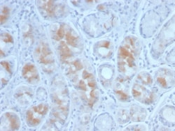 Biotium&nbsp;Gastrin(GAST/2634), CF647 conjugate, 0.1mg/mL