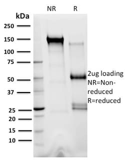 Biotium&nbsp;XRCC3(10F1/6), CF640R conjugate, 0.1mg/mL