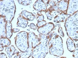 Biotium&nbsp;PAPP-A / Pappalysin-1 (Marker of Atherosclerosis and Aneuploid Fetus)(PAPPA/2717), CF405S conjugate, 0.1mg/mL