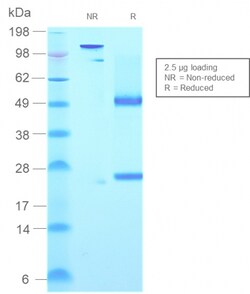 Biotium&nbsp;Human IgM (Immunoglobulin Mu Heavy Chain) (B-Cell Marker)(rIGHM/2558), CF647 conjugate, 0.1mg/mL