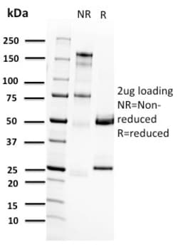 Biotium&nbsp;RET Proto-oncogene(RET/2662), CF647 conjugate, 0.1mg/mL
