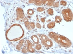 Biotium&nbsp;STAT5B(STAT5B/2611), CF647 conjugate, 0.1mg/mL