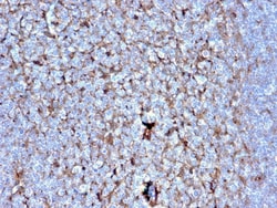 Biotium&nbsp;Cystatin A(CSTA/2882), CF568 conjugate, 0.1mg/mL