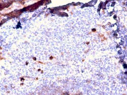 Biotium&nbsp;Human IgM (Immunoglobulin Mu Heavy Chain) (B-Cell Marker)(IGHM/2557R), CF640R conjugate, 0.1mg/mL
