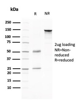 Biotium&nbsp;CD80 (B7-1)(C80/2776), CF405S conjugate, 0.1mg/mL