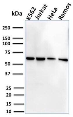 Biotium&nbsp;CD127 / IL7R (Marker of T-Reg Cells)(IL7R/2751), CF568 conjugate, 0.1mg/mL