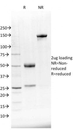 Biotium&nbsp;NKX2.8(NKX28/2548), CF640R conjugate, 0.1mg/mL