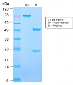 Biotium&nbsp;CD50 / ICAM3(ICAM3/2873R), CF405S conjugate, 0.1mg/mL