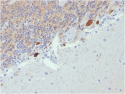 Biotium&nbsp;Calretinin / Calbindin 2 (Mesothelioma Marker)(CALB2/2807), CF405S conjugate, 0.1mg/mL