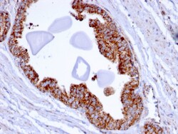 Biotium&nbsp;PMEPA1 / TMEPAI (Tumor Suppressor Oncoprotein)(PMEPA1/2696), CF405S conjugate, 0.1mg/mL